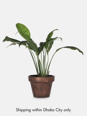 Peace Lily with Tub