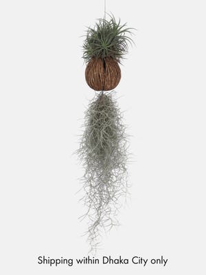 Air Plant with Tub