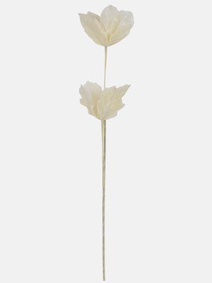 Ivory Dry Flower